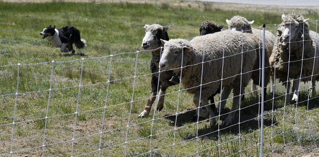 NH Sheep and Wool Festival in Deerfield Human Interest