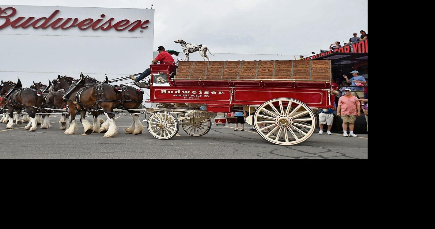The Budweiser Clydesdales