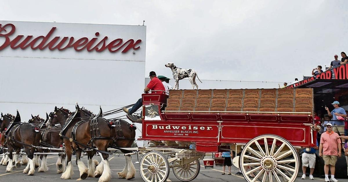 The Budweiser Clydesdales