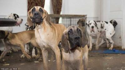 The Great Danes
