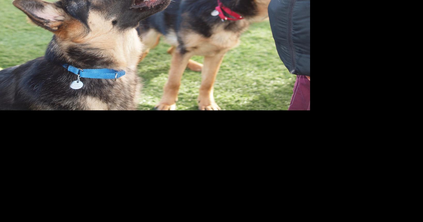 Litter Of 7 German Shepherds In Need Of Surgery Adoption Animals Unionleader Com