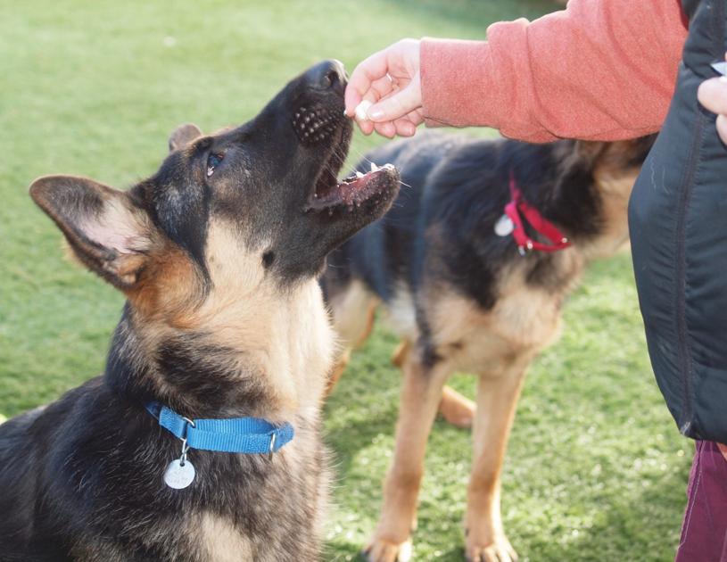 Litter Of 7 German Shepherds In Need Of Surgery Adoption