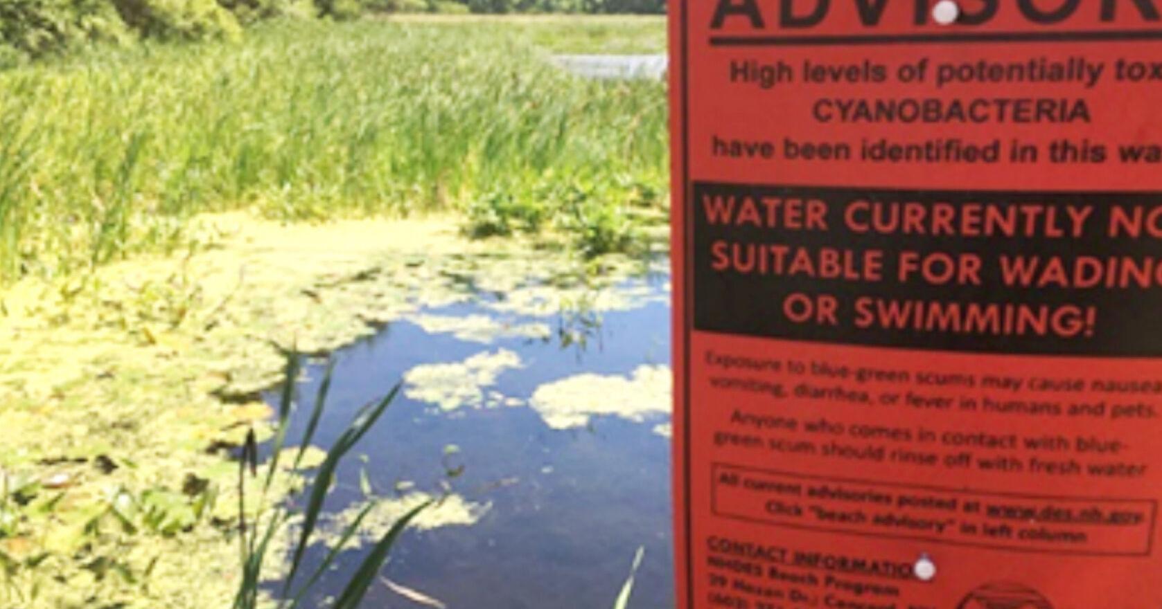 A record year so far for cyanobacteria in NH lakes, ponds and rivers - Vimarsana News