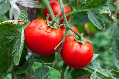 Tomato Mans Daughter Plant List 2022
