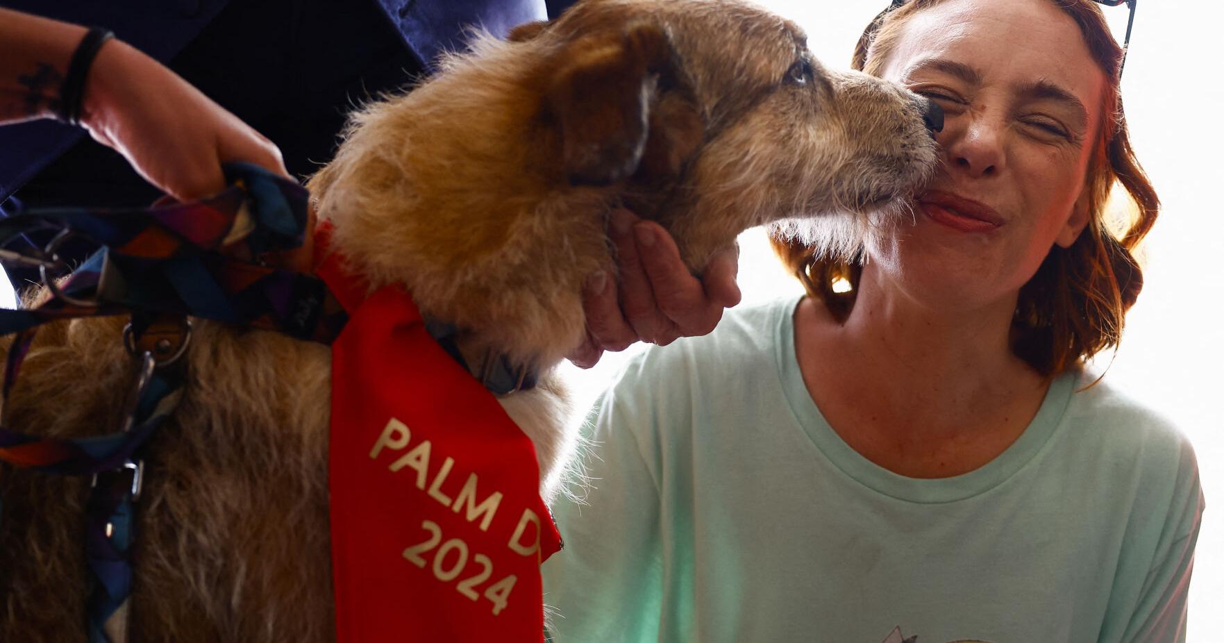 Kodi, star of 'Dog on Trial,' takes home Cannes' top dog prize - Vimarsana News