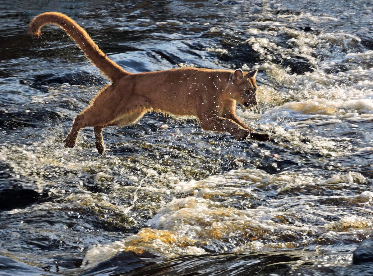 Is there a mountain lion roaming in South Jersey?