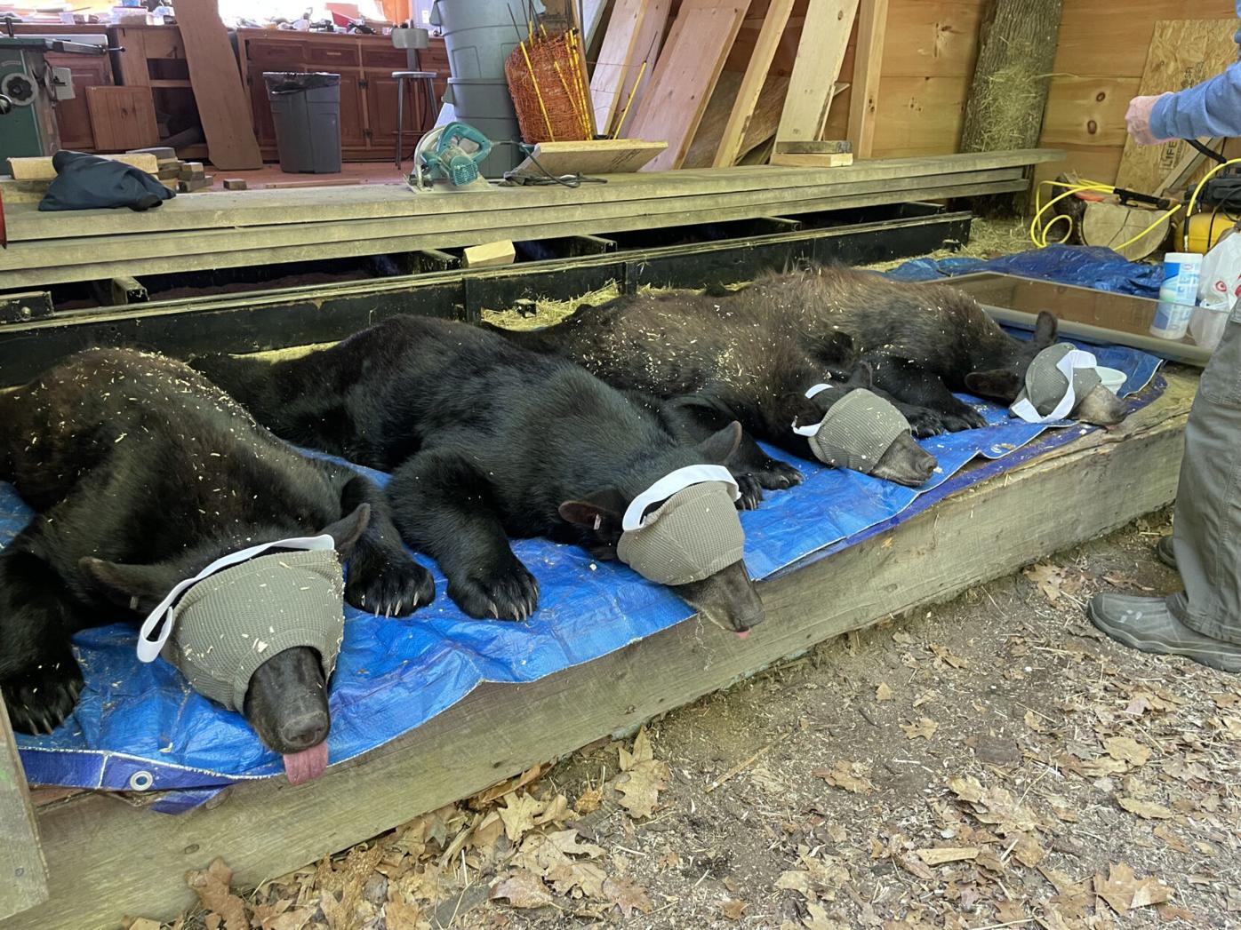 Why Is New Jersey Planning to Kill 20 Percent of Tagged Bears This