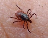 tick pictures actual size