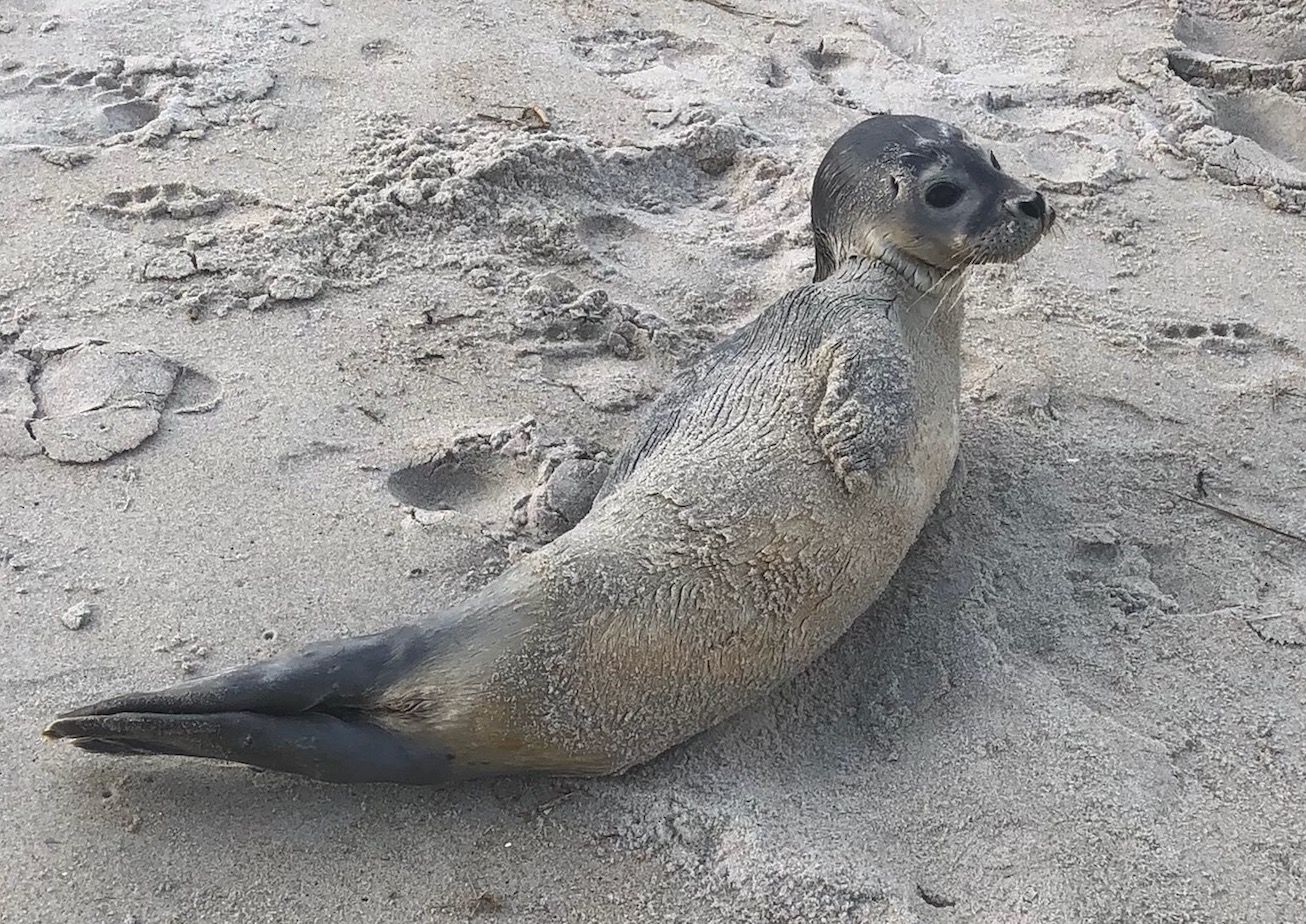 Unusual' seal deaths in Maine linked to avian flu