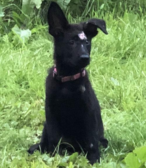Puppy Bouncing Back From Bacon Grease Burns That Landed Breeder In Hot Water Animals Unionleader Com