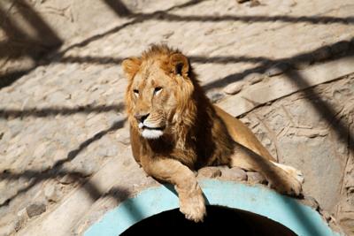 Lion that is a cub of Frans, a lion previously owned by Yemen's ex-president Saleh is pictured at the Sanaa Zoo
