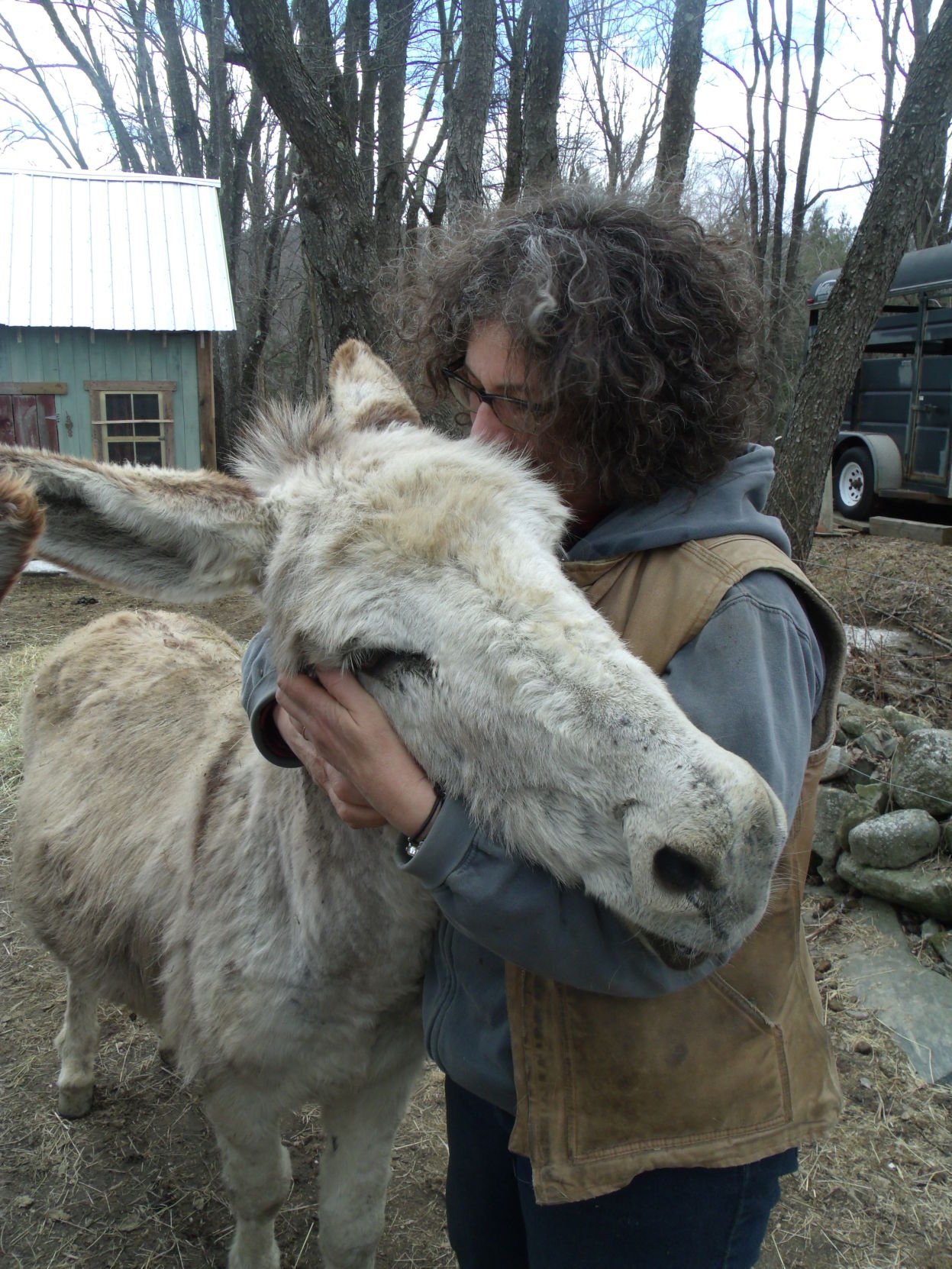 Rescuing Donkeys And Mules Is Labor Of Love For Keene Woman | Animals ...