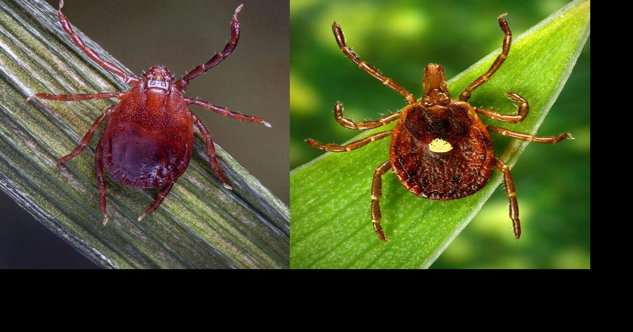Tick bite ER visits hit highest levels since 2017 as season ramps up in Northeast, data shows