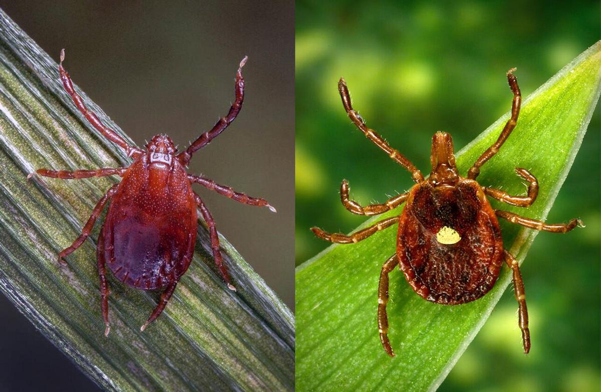 Tick bite ER visits hit highest levels since 2017 as season ramps up in ...