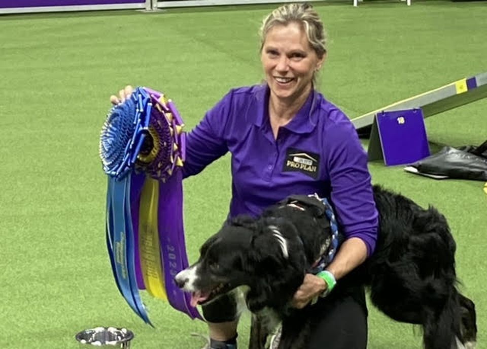 Westminster Dog Show 2025 Venue Displaying Canine Agility