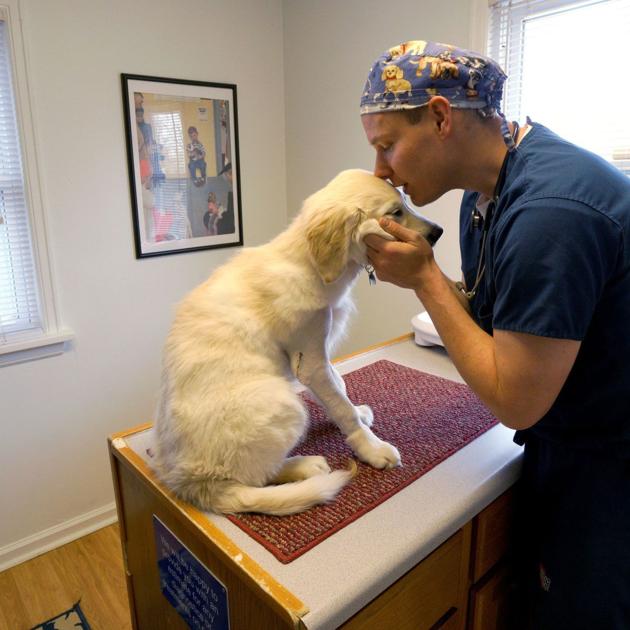 Pet adoptions nonetheless sturdy as canines, cats soften stress | Well being