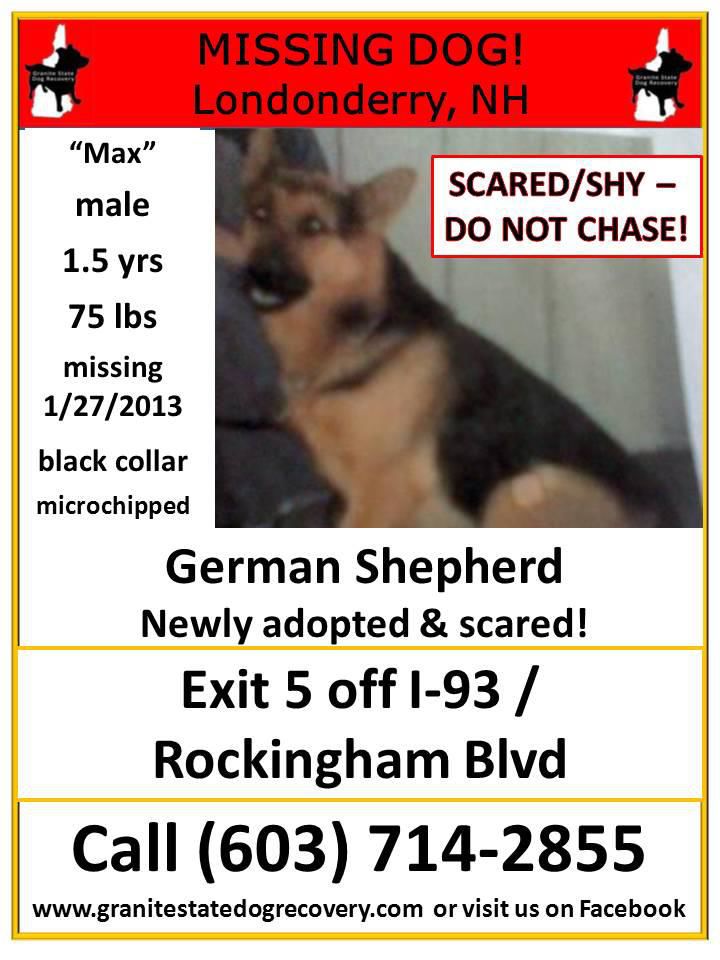 Lost black german sales shepherd