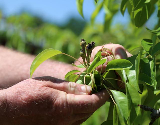 Pear crop