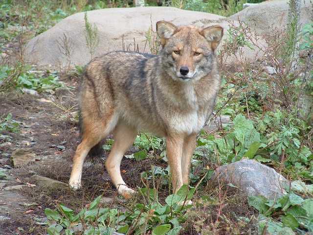 Experts howl at 'coywolf' headlines; limited NH hunting season ...