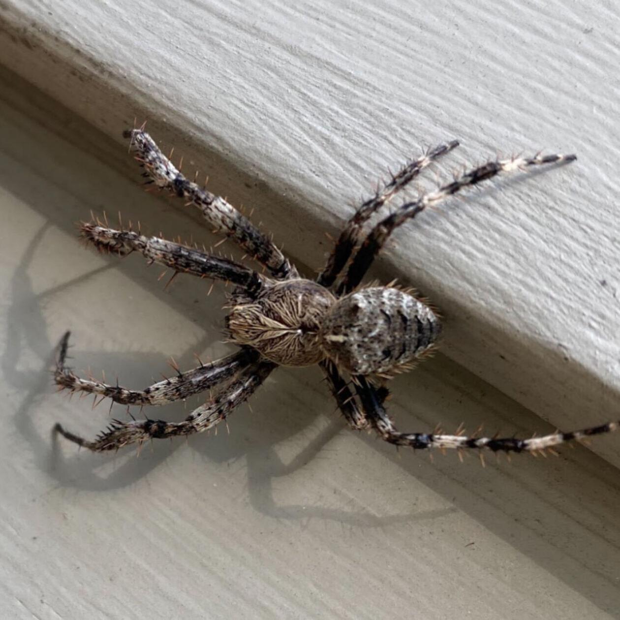 Is the Wolf Spider Bite Harmful to Humans? - The Bermudian Magazine