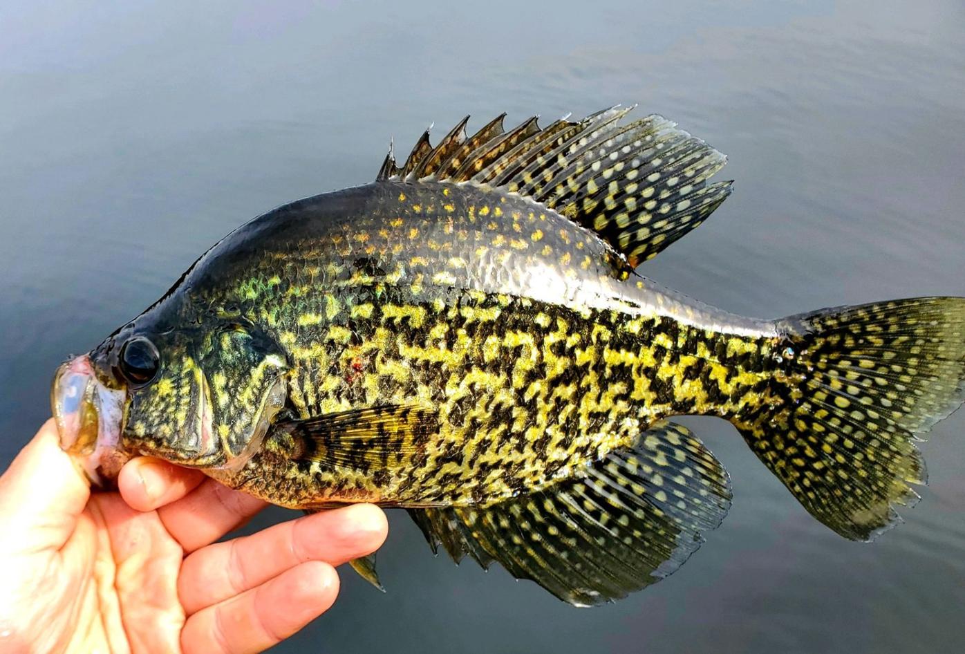 Andy Schafermeyer S Adventures Afield Fishing In The Midst Of Deer Season Adventures Afield Unionleader Com