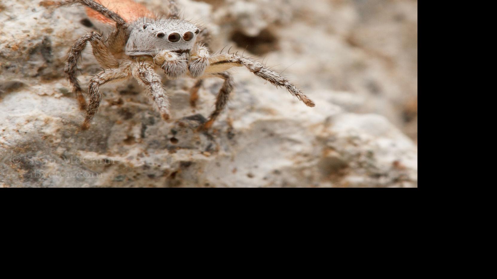 Spiders and their Webs – Acreage Life – Nebraska