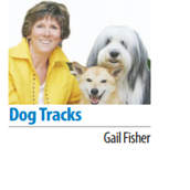 Gail Fisher's Dog Tracks: The joys of being a dog nut - Vimarsana News