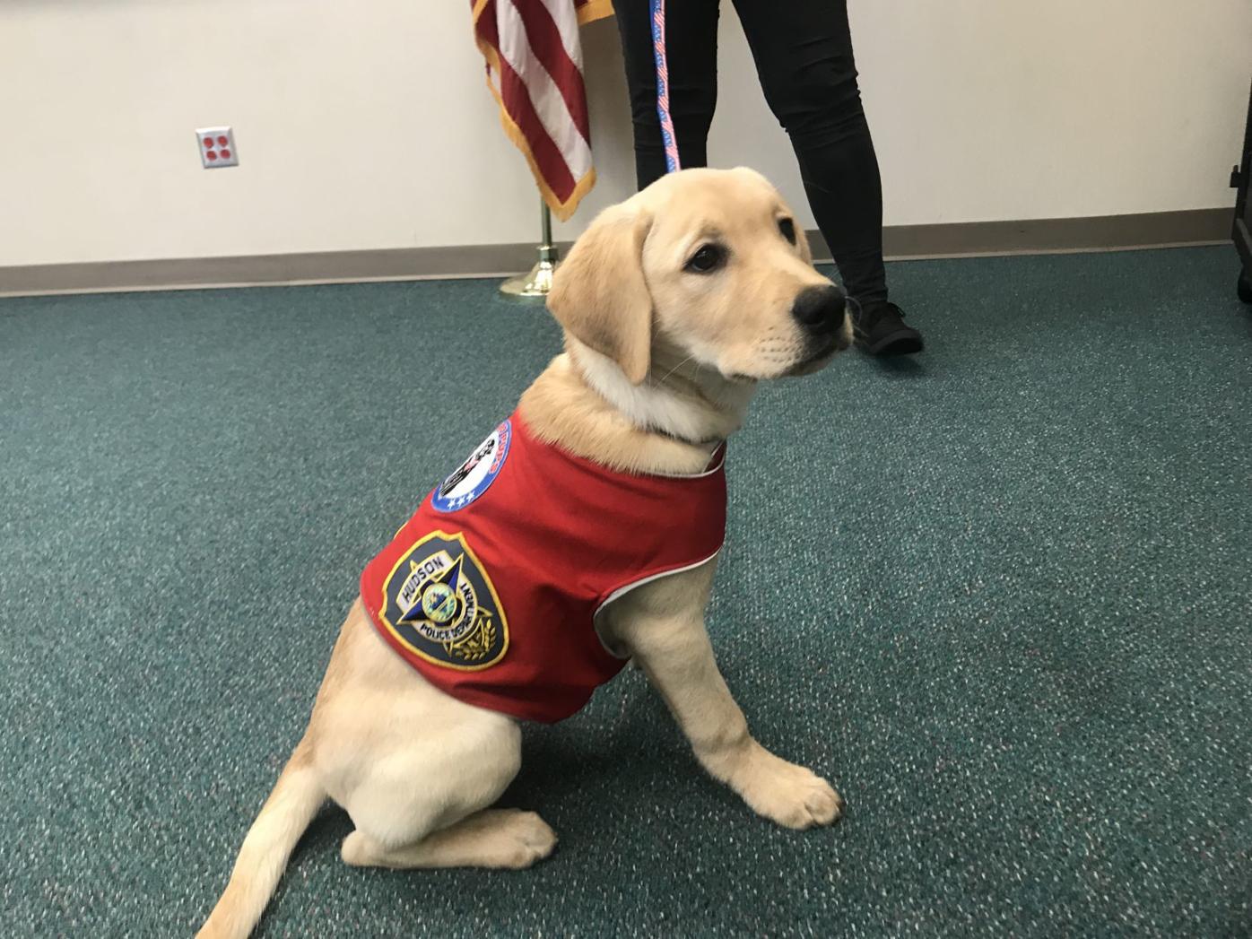 Hudson Police Hires Comfort K9 Animals Unionleader Com