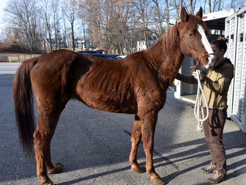 Emaciated horse with overgrown hooves rescued from barn Animals