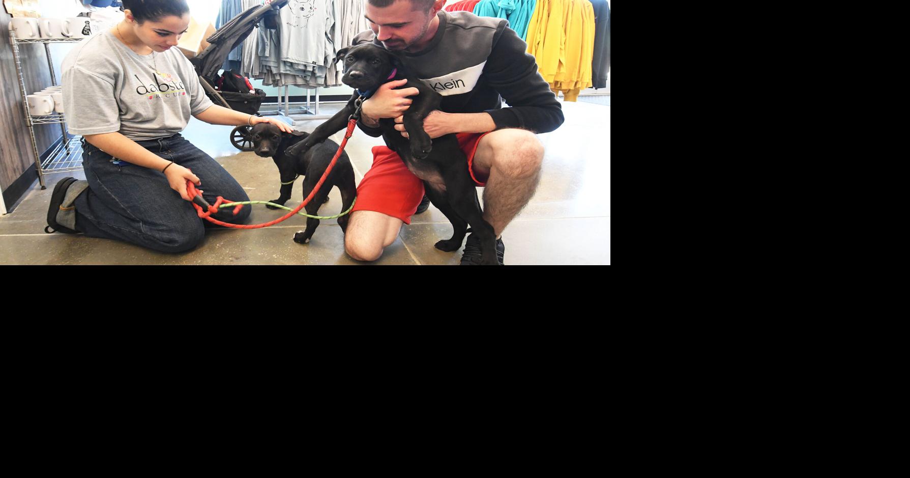 Darbster Rescue finds new home for adoptions at Merrimack Premium Outlets