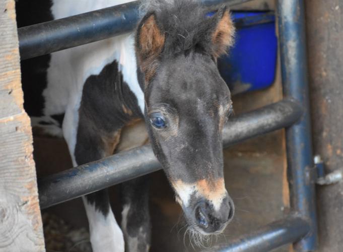 Farm shows off miniature horses at 'open barn' Animals
