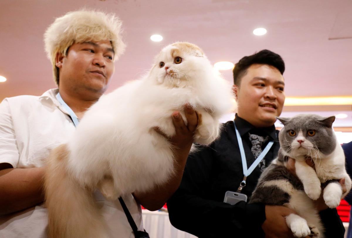 Fancy Felines Hit Hanoi For First Ever Cat Show Animals