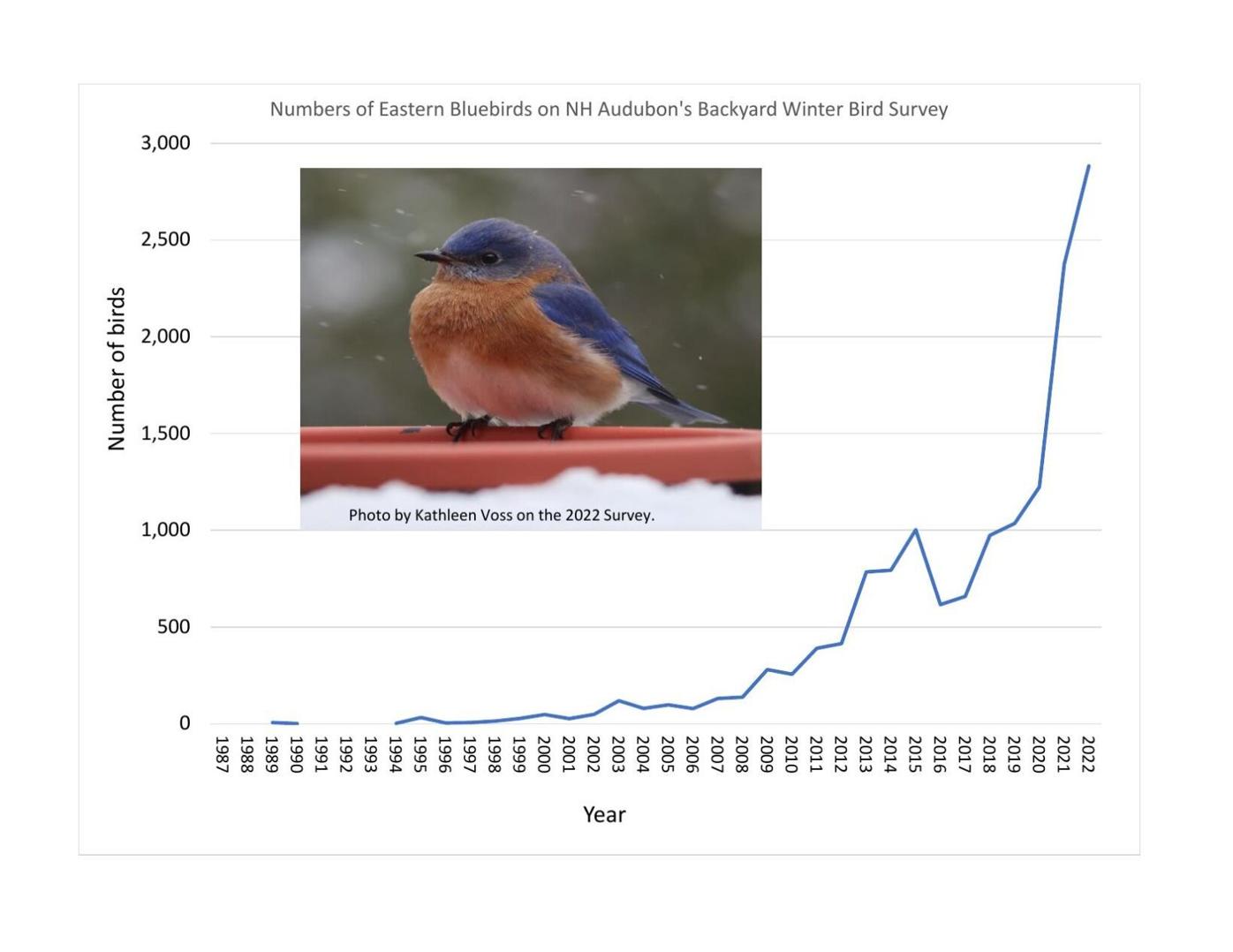 Eastern bluebird – Indiana Audubon