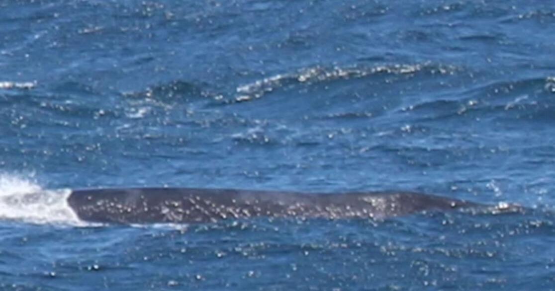 One of world's rarest whales sighted off California coast | Animals - Vimarsana News