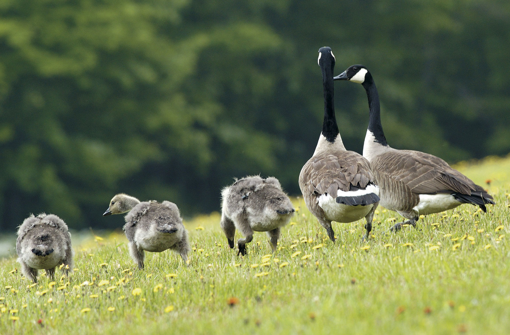 canada goose quebec city zip code
