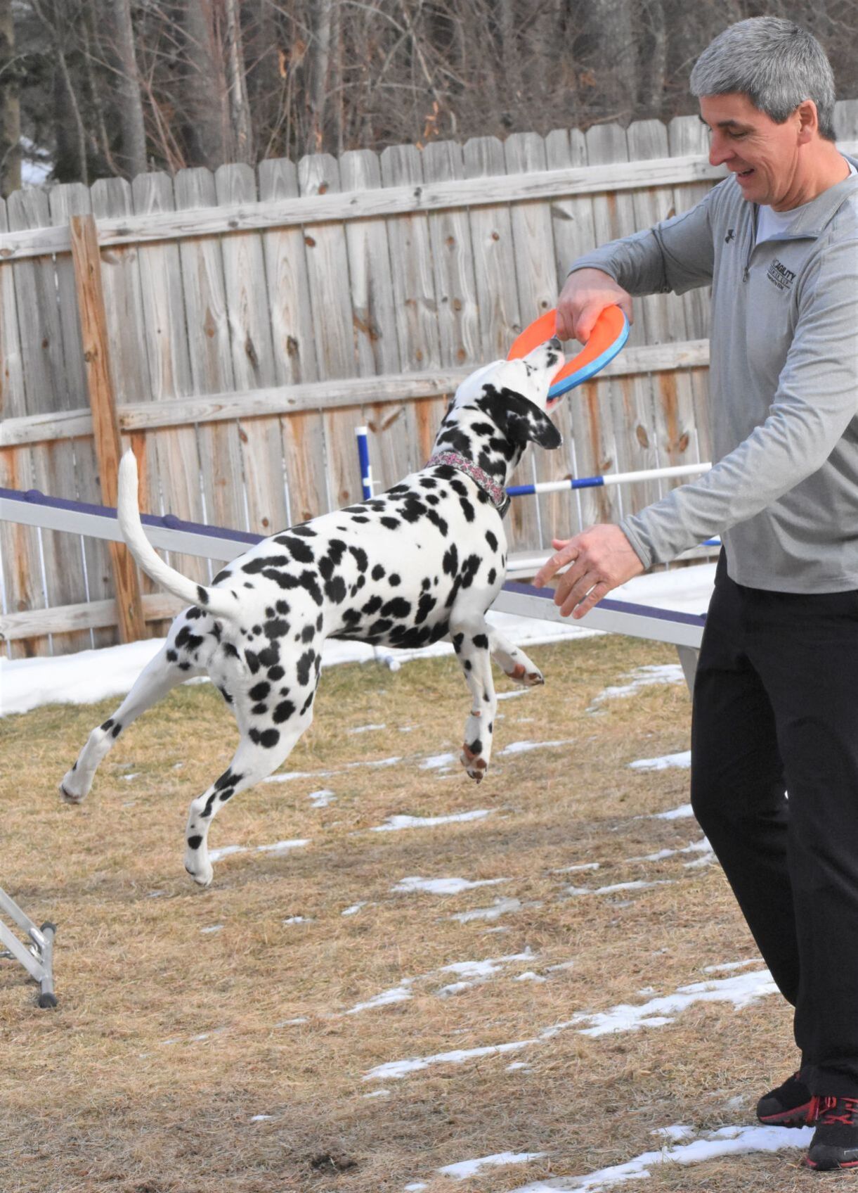 Dalmatian agility 2024