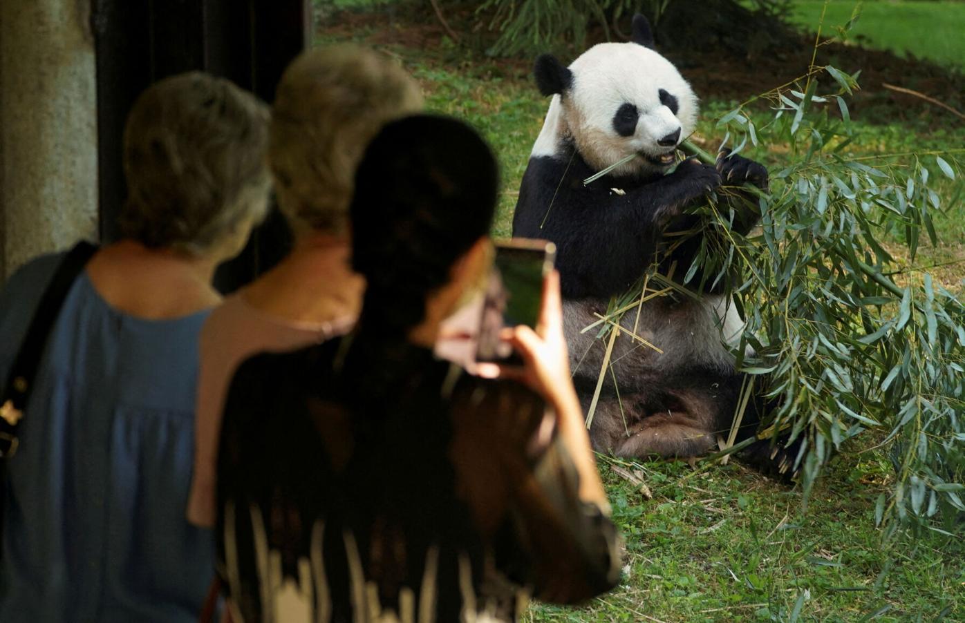 Pandas could be gone from U.S. zoos by the end of 2024 - Los