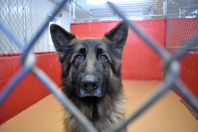 Postscript Manchester Dogs Home A Year On From The Fire That