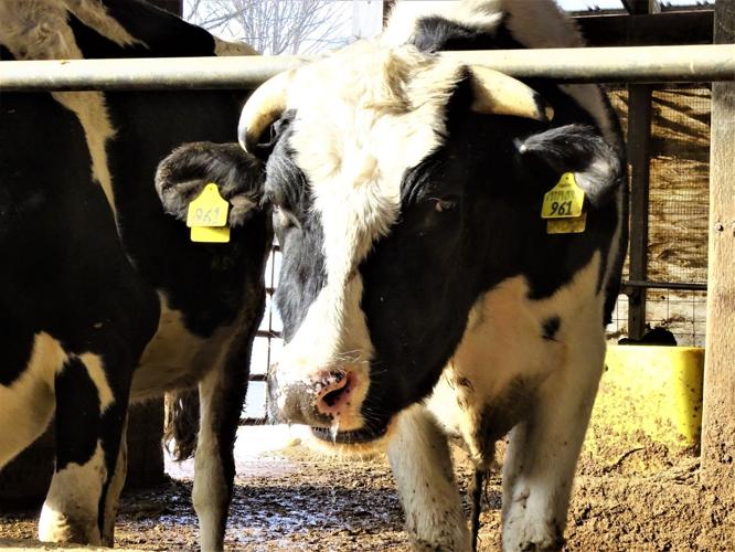 As milk gets dumped nationally, dairy farmers in NH nervous about their futures during COVID19