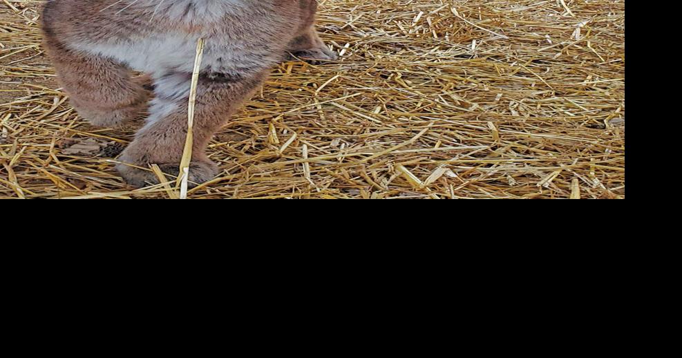 Holderness nature center two mountain lion cubs Animals