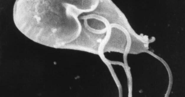 Giardia infections likely tied to natural spring, NH health officials say – UnionLeader.com