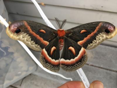 7 Effective Ways to Get Rid of Pantry Moths - A-Z Animals