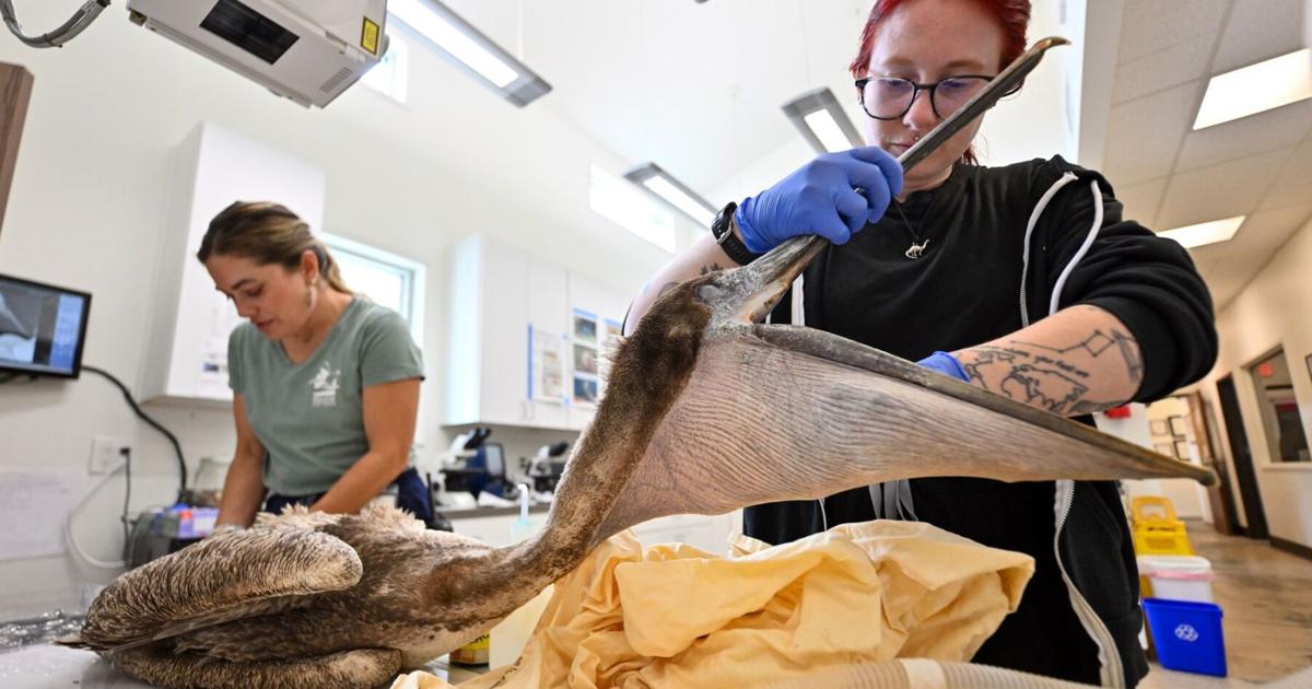 What’s killing Southern California seabirds? ‘Just one damn thing after another’