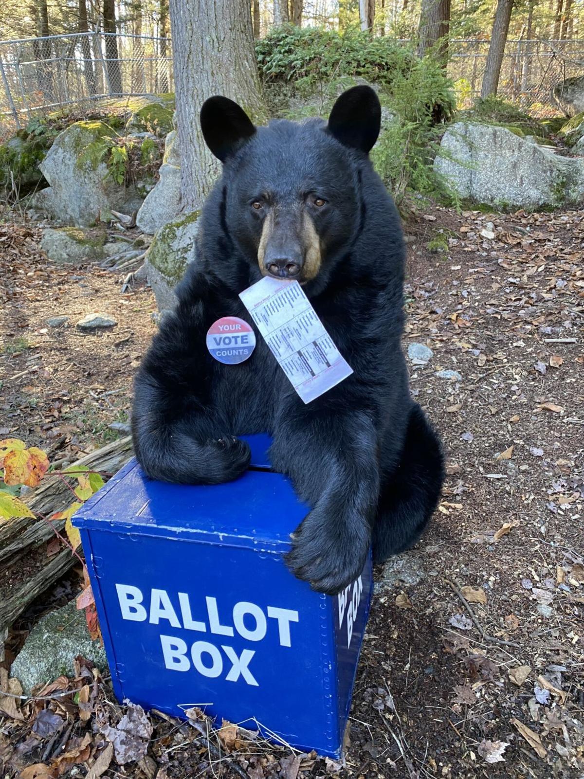 Bear at the ballot box