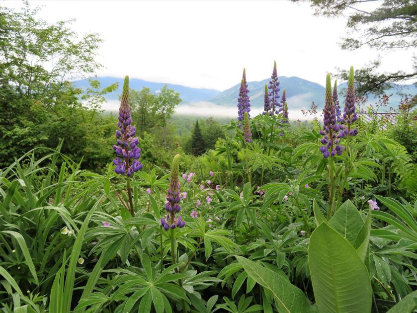 Lupine Festival 2022