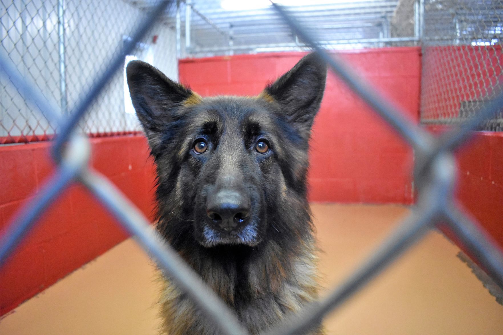 Nhspca store german shepherds