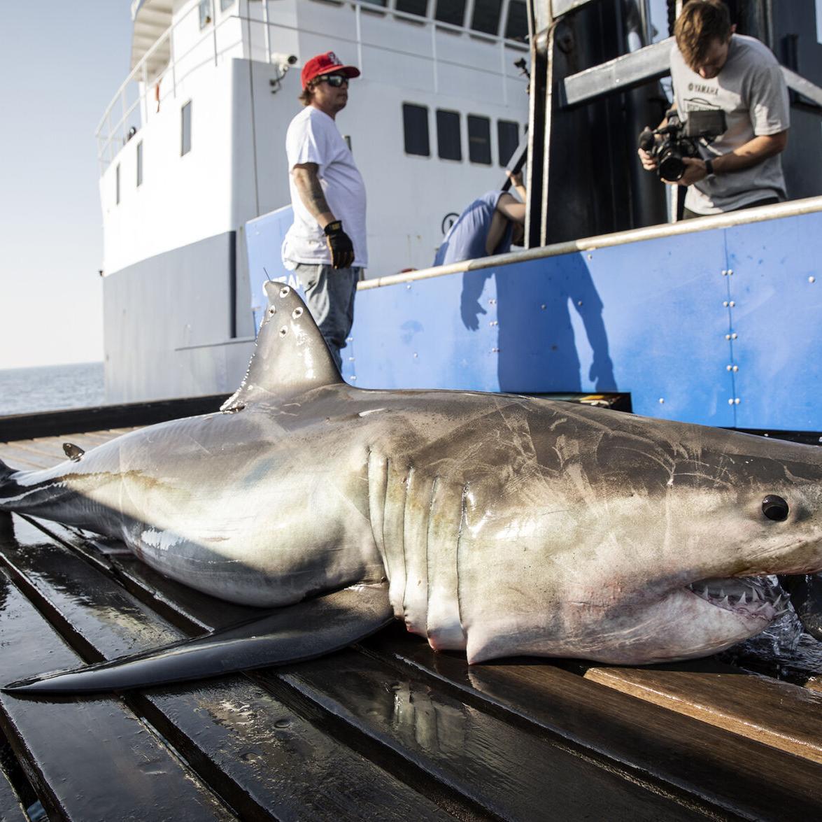 Great White Shark Hits Jersey Shore on Way to Cape Cod