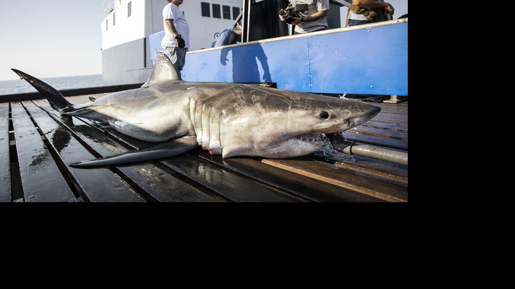 8 North Carolina Beaches with the Most Shark Attacks - AZ Animals