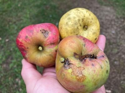 Chile's Honeycrisp apples have arrived in U.S.