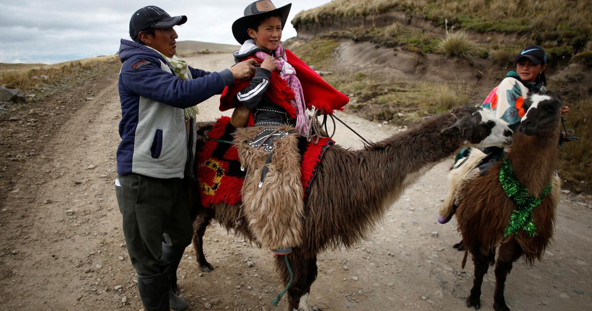 Ecuador children race llamas to save wetland park | Animals ...